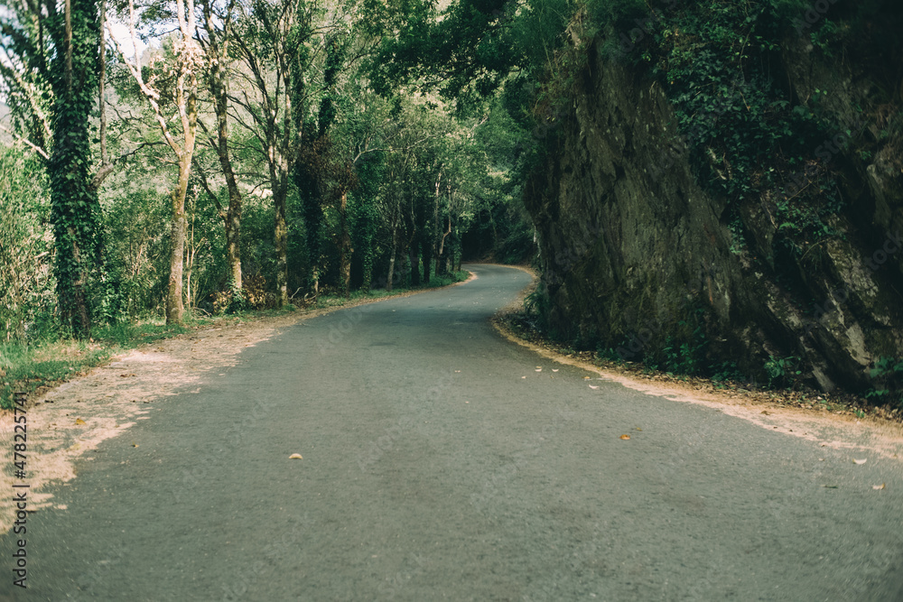 Obraz premium road through the woods