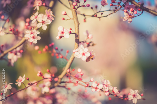 pink cherry blossoms