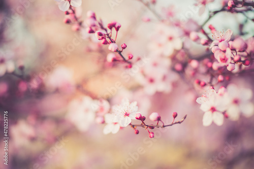 pink cherry blossom in spring Fototapet