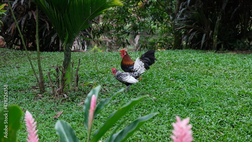 two chikens
