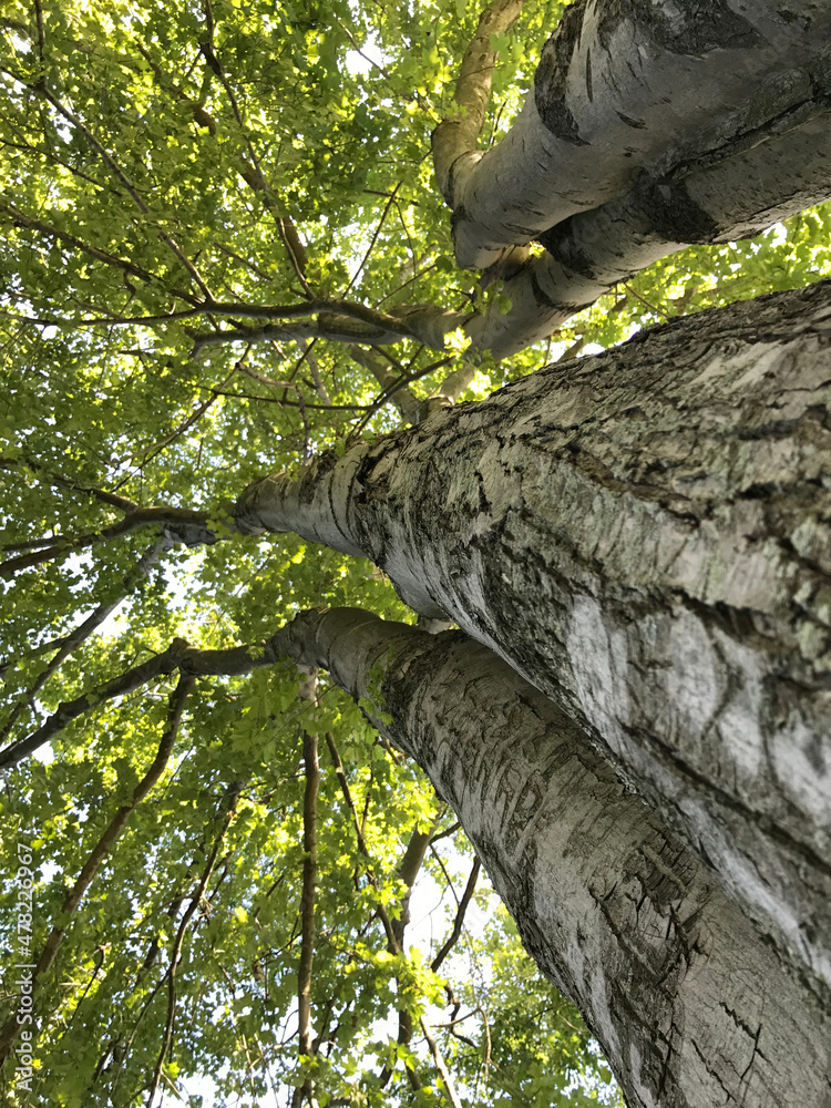 Fototapeta premium Tree body and leaf and sky
