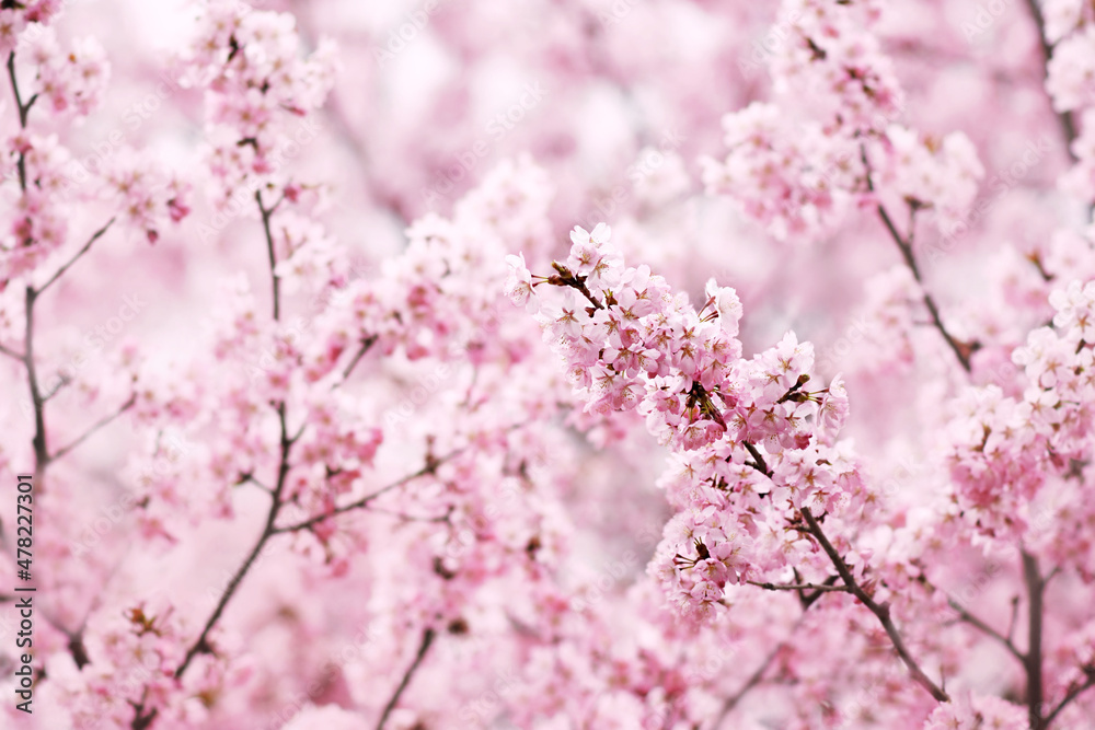 Spring blossom, springtime pink flowers bloom, pastel and soft floral card, selective focus, shallow DOF, toned Spring blossom, springtime pink flowers bloom, pastel and soft floral card, selective focus, shallow DOF, toned