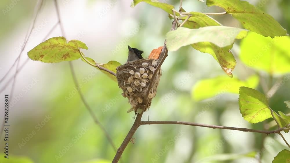 indian paradise flycatcher sitting on nest indian paradise flycatcher sitting on nest