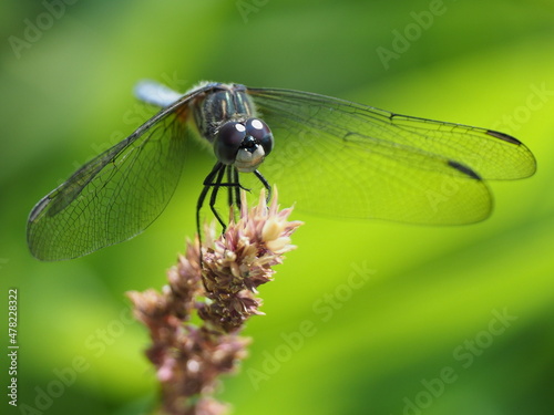 Blue-eyed Darner Dragonfly on a green background © Shayne