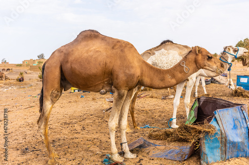 Camels eating hay in the camp of Sahara Desert  Merzouga  Morocco