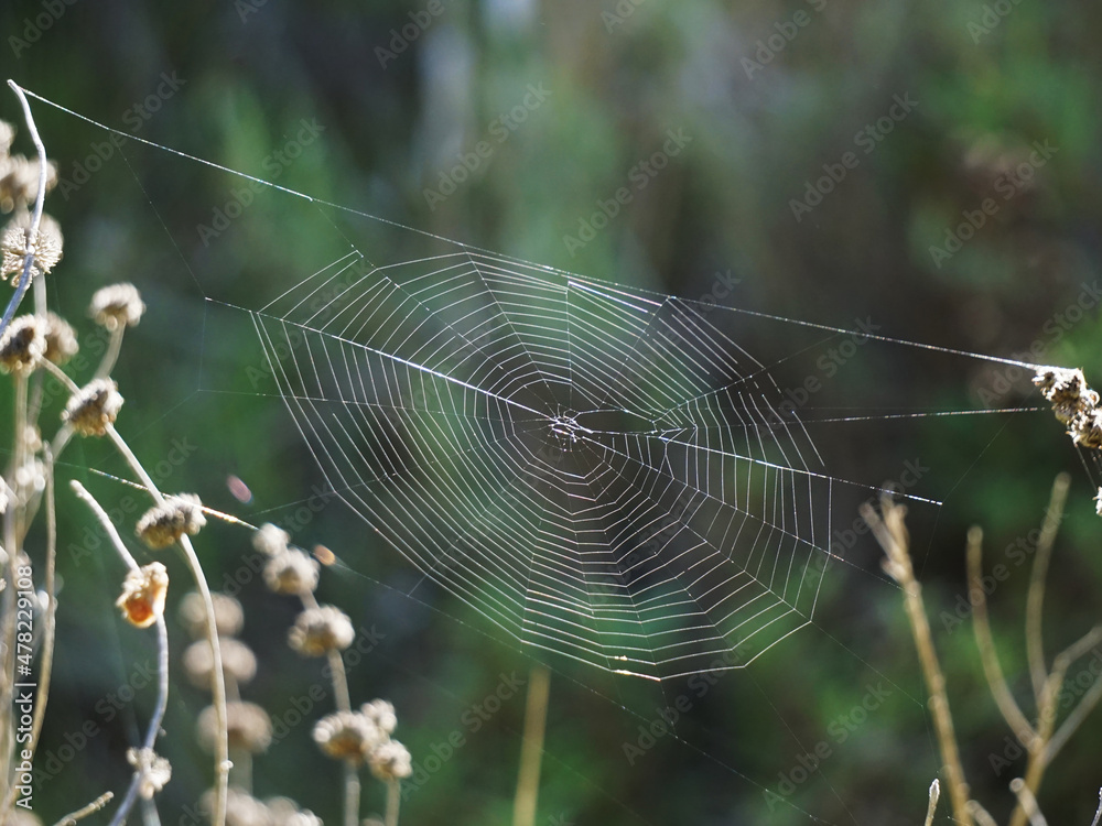 Spider web suspended between weeds against dark background