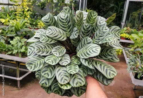 Holding the beautiful variegated leaves of Calathea Stromanthe Burle Marx