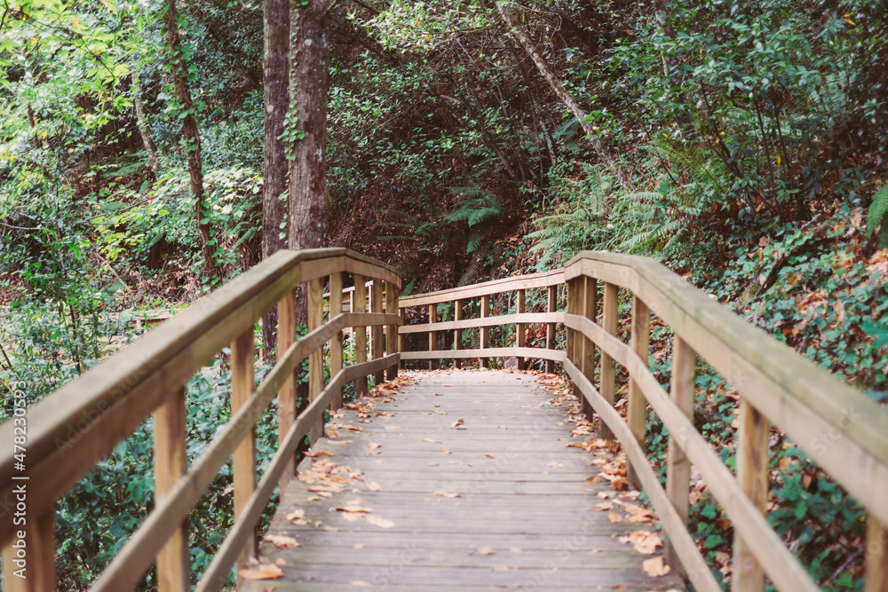 Obraz premium wooden bridge in the forest