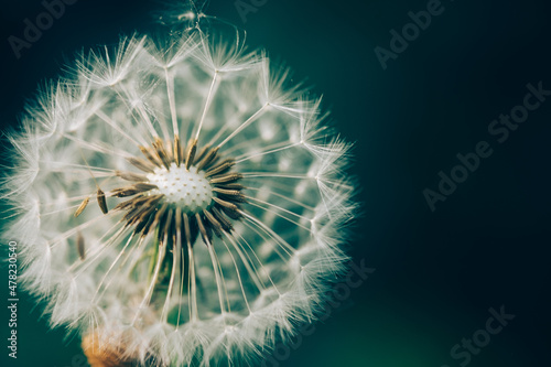 dandelion head