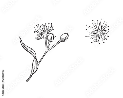 Hand drawn sketch black and white of linden flowers, leaf. Vector illustration. Elements in graphic style label, card, sticker, menu, package. Engraved style illustration.