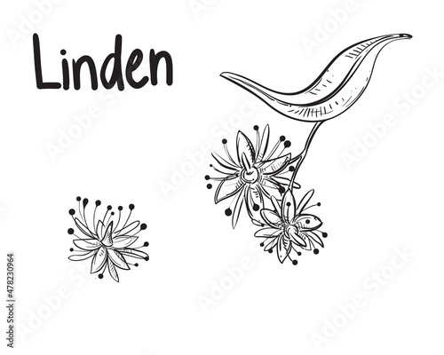 Hand drawn sketch black and white of linden flowers, leaf. Vector illustration. Elements in graphic style label, card, sticker, menu, package. Engraved style illustration.