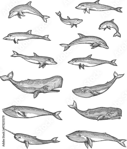 Fotografie, Obraz Whales, dolphins, narwhal and sperm whales vector sketches set, isolated hand drawn sea animals