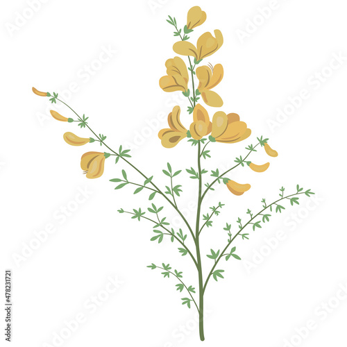 Blooming Scotch Broom branch. Common broom. Cytisus scoparius. Sarothamnus scoparius.