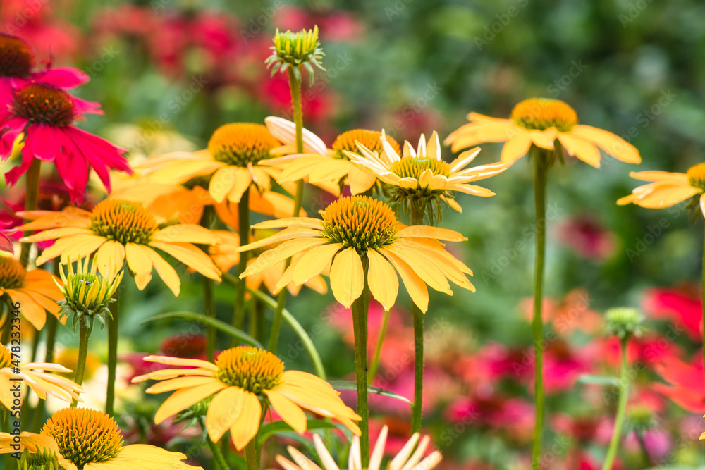 yellow flowers yellow flowers