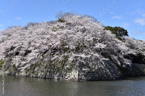 春の彦根城　満開の桜と掘　滋賀県彦根市