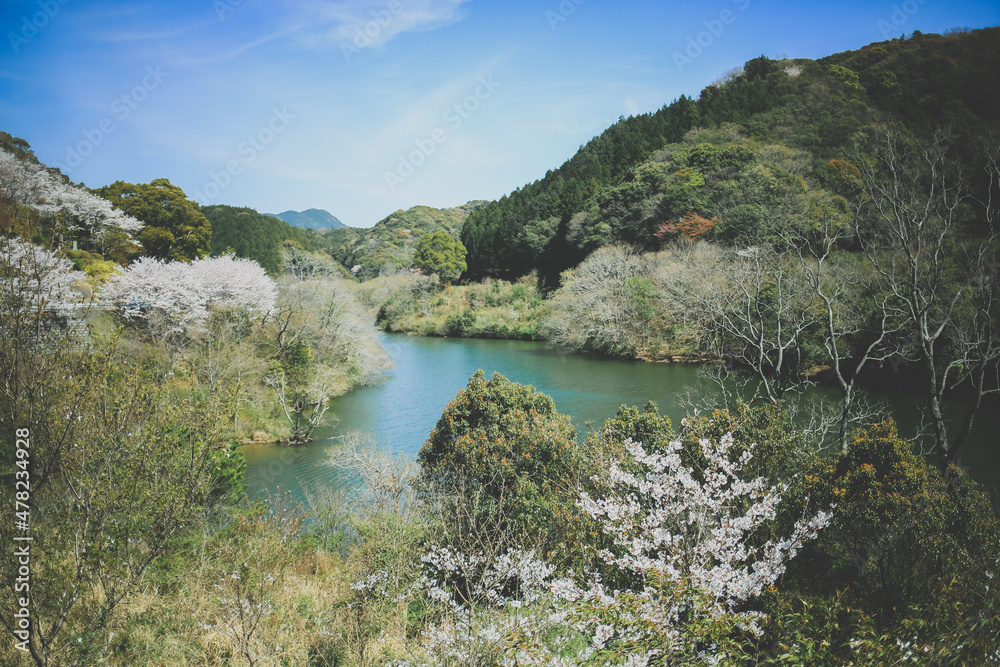 春の桜と湖