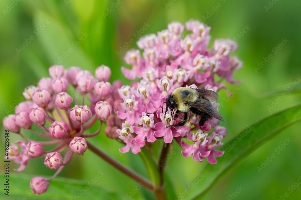 Iowa Pollinator Prairie Bumble Bees Iowa Pollinator Prairie Bumble Bees