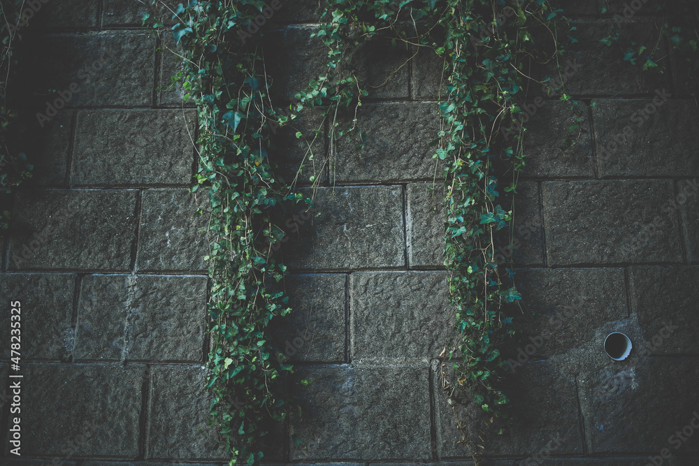 壁の植物 壁の植物