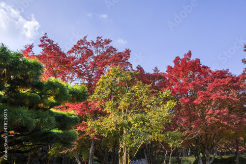 Wallpaper Mural Beautiful and colorful Autumn forest yellow,orange and red. Torontodigital.ca