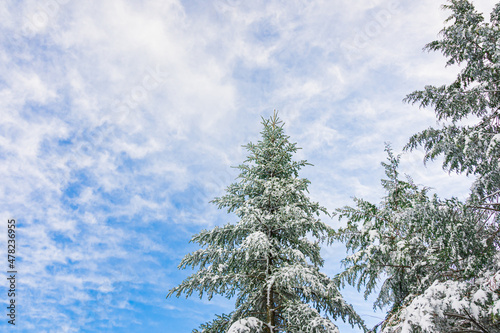 冬の青空とモミの木 © kikisora