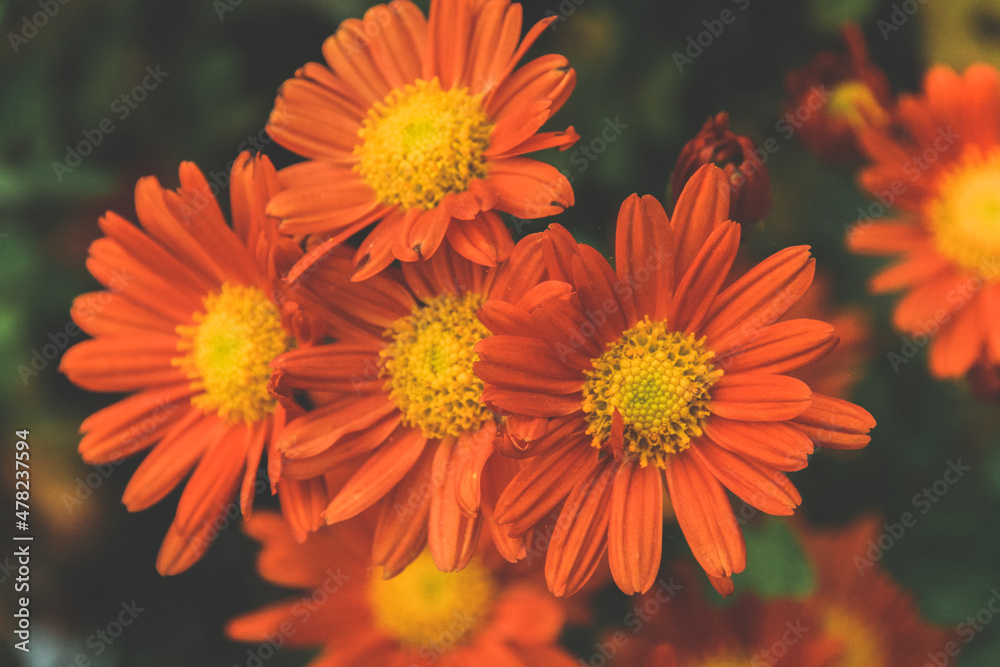 花 花
