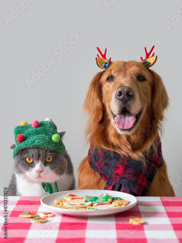 Photography Golden Retriever and British Shorthair at the table with biscuits