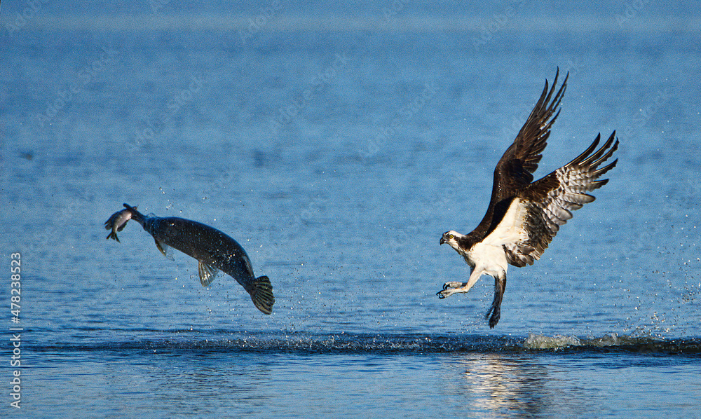 Naklejka premium Gar Steals Fish From Osprey