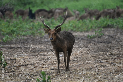 Photography Rusa timorensis is the Javan rusa or Sunda sambar  in savannah at edge of forest