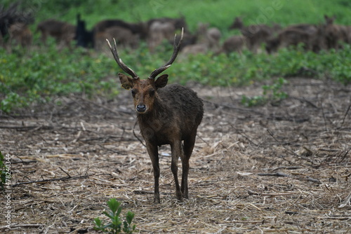 Rusa timorensis is the Javan rusa or Sunda sambar  in savannah at edge of forest conservation, rarely seen in the open and are very difficult to approach due to their keen senses and cautious instinct