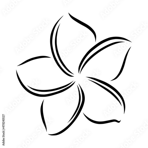 Frangipani or plumeria exotic summer flower. Engraved frangipani isolated in white background. Outline vector illustration