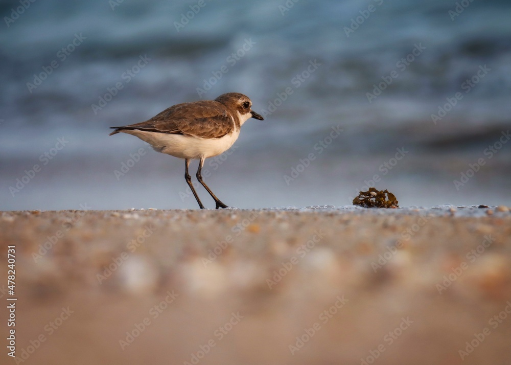 Lesser sand plover on the beach. Charadrius mongolus. The lesser sand plover is a small wader in the plover family of birds.
