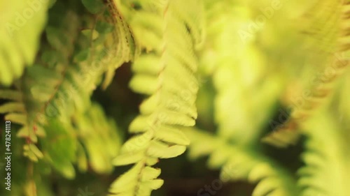 plant in summer