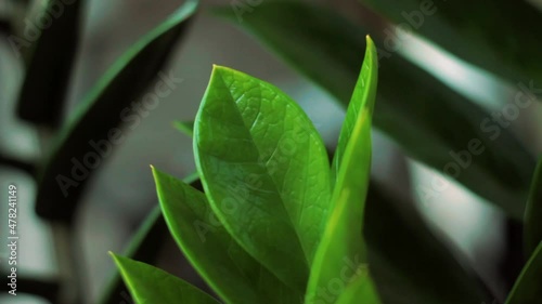 Medium Plan in plant
