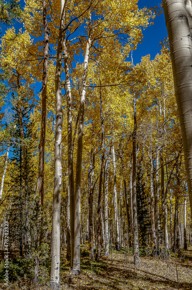 Fototapeta premium Aspen Season