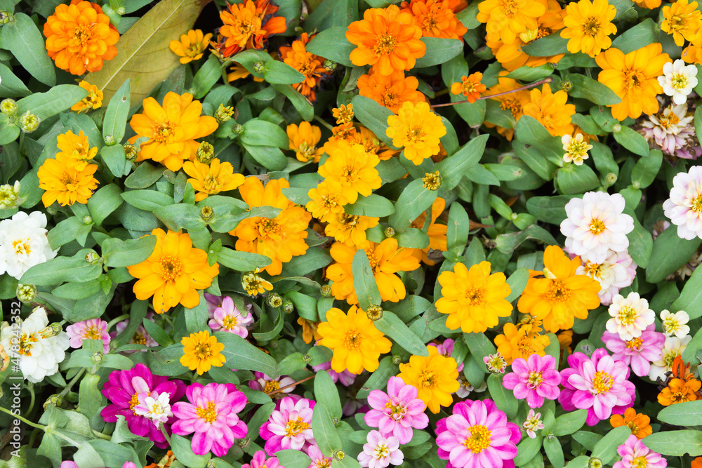Obraz premium Beauty of colorful daisy flowers