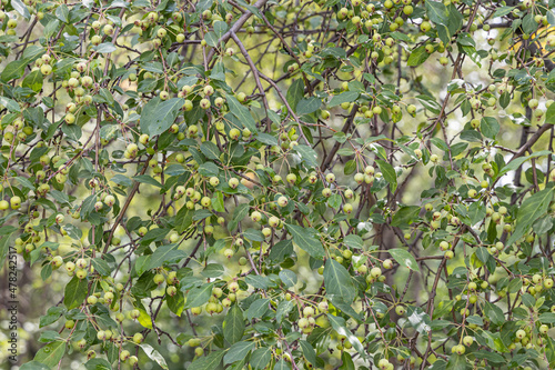 Branches of wild apple tree with small bright yellow apples and green leaves is in a park in summer