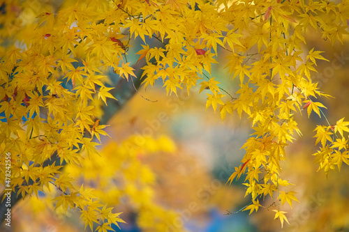 Autumn leaves fall leaves  yellow leaves © ISAMU