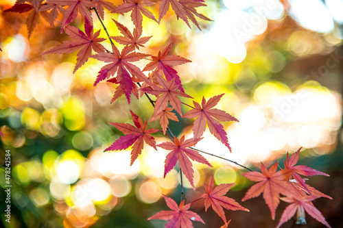 Autumn leaves fall leaves  yellow leaves