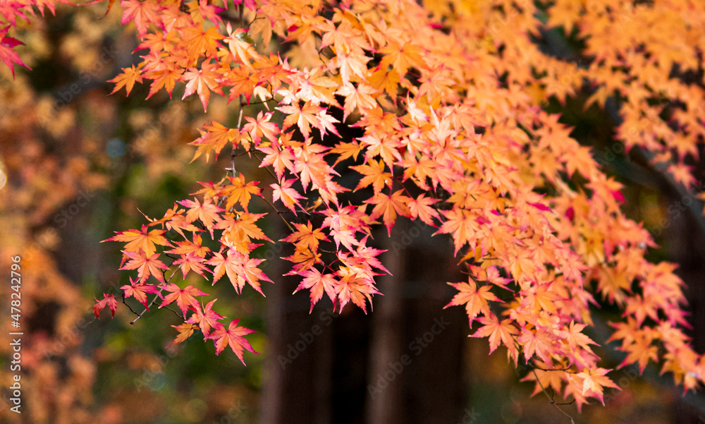 Autumn leaves fall leaves  yellow leaves