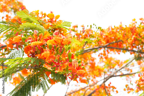 Flame Tree or Royal Poinciana Tree on white background