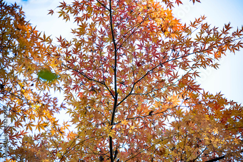 Autumn leaves autumn foliage fall leaves red leaves