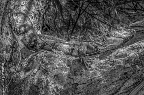 Photography Wild Animals