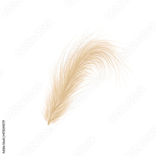 Pampas grass. Floral ornament elements in boho style. Vector illustration isolated on white background. Trendy design for wedding invitations, postcards, interior or flower arrangements.