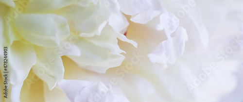 Obraz na plátně Soft focus, abstract floral background, white peony flower petals