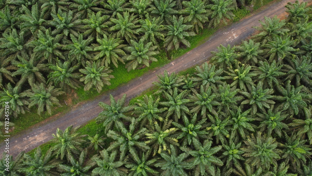 Fototapeta premium Palm Oil Road Diagonal Aerial View