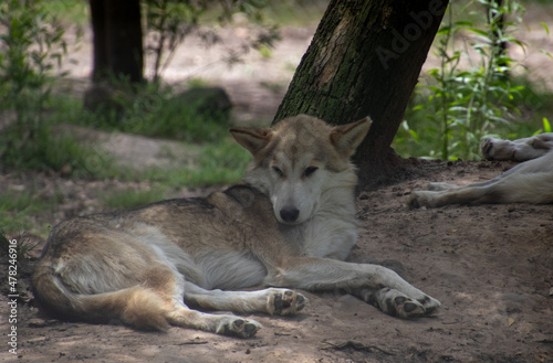 Wolves and wolf dogs at the Garden Route Wolf Sanctuary in South Africa