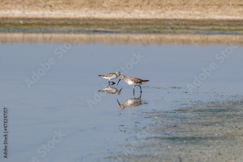 Curlew Sandpiper (Calidris ferruginea) standing in the mud at the edge of the water looking for a meal