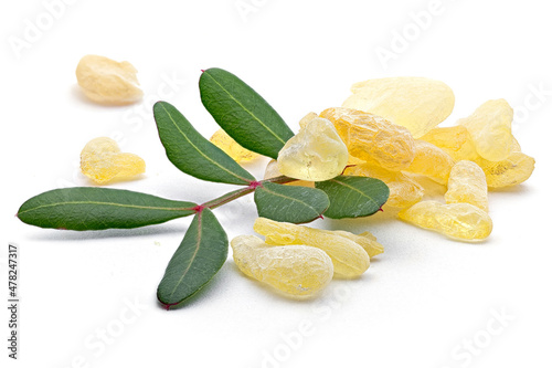 Chios mastic tears with lentisk (Pistacia lentiscus) leaves on a white background