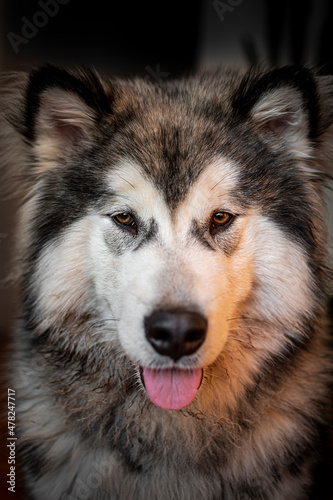 Alaskan Malamute face closeup. Young fluffy dog posing for a portrait photography. Adorable boy with cute look. Selective focus on the details, blurred background.