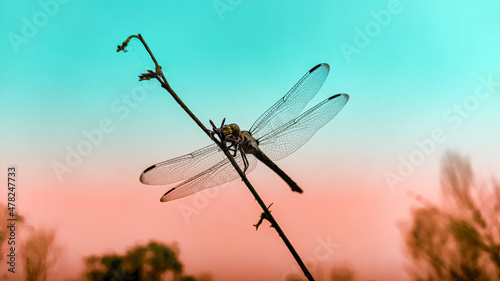 dragonfly on a branch with colourful background.